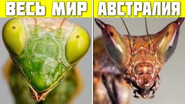 Почему австралия превращает обычных животных в монстров? Почему австралия превращает обычных животных в монстров?