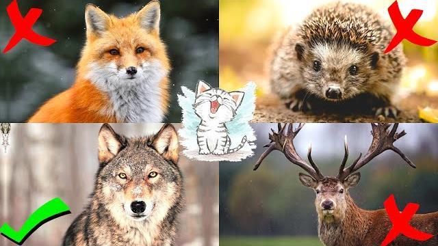 Изучаем диких животные. лесные животные для детей Изучаем диких животные. лесные животные для детей
