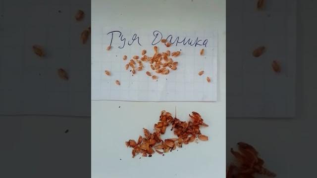 Туя даника , семена! Туя даника , семена!