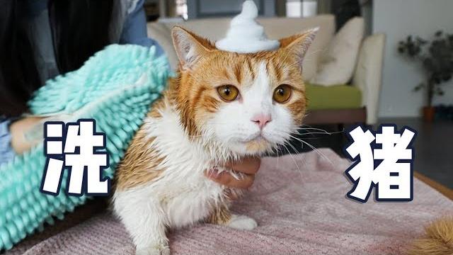 橘猫第一次体验洗澡,极度反抗多次逃跑,女主人气的直接干搓!|花花与三猫 cat live 橘猫第一次体验洗澡,极度反抗多次逃跑,女主人气的直接干搓!|花花与三猫 cat live