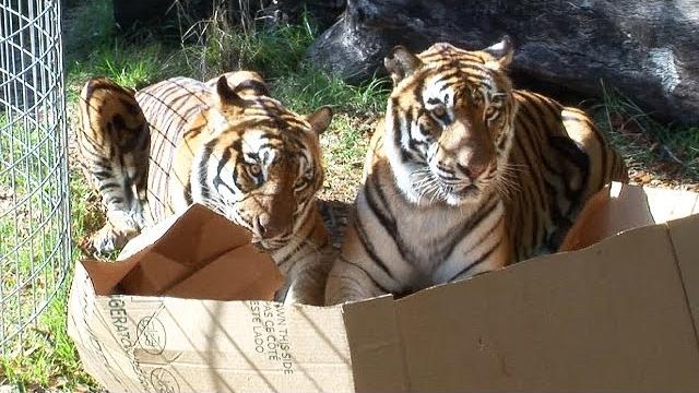 Big cats like boxes too! Big cats like boxes too!