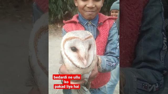#short bedardi ne #ullu ko pakad liya hai #short bedardi ne #ullu ko pakad liya hai