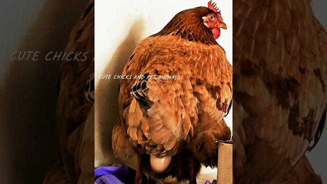 Chicken laying an egg video/chicken sound/video of egg coming out of chicken #viral #trending #short Chicken laying an egg video/chicken sound/video of egg coming out of chicken #viral #trending #short