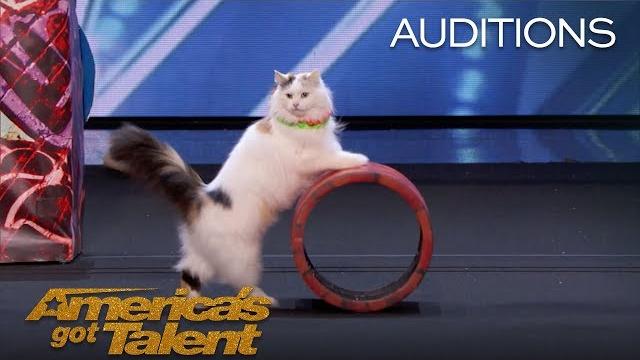 The savitsky cats: super trained cats perform exciting routine - america's got talent 2018 The savitsky cats: super trained cats perform exciting routine - america's got talent 2018