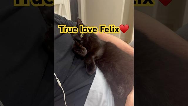 Felix️⬛#cat #котофейка #catvideos #моякошка #catshorts #kitty #felix #catlovers #catmemes #кот Felix️⬛#cat #котофейка #catvideos #моякошка #catshorts #kitty #felix #catlovers #catmemes #кот