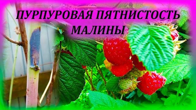 Малина в опасности, если на ней есть эти пятна. пурпуровая пятнистость малины. дидимелла малины. Малина в опасности, если на ней есть эти пятна. пурпуровая пятнистость малины. дидимелла малины.