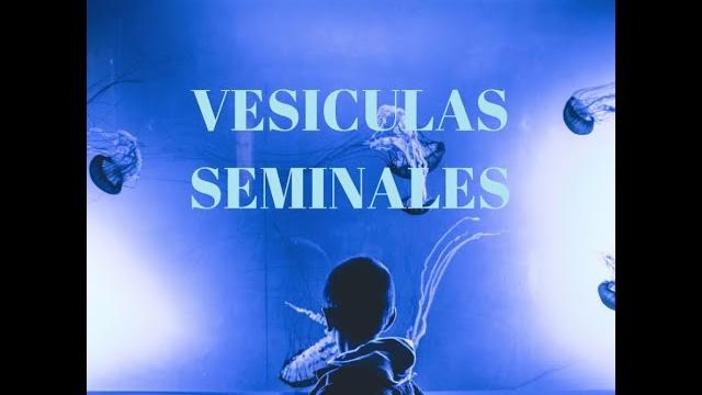 No vaciamos los testículos No vaciamos los testículos