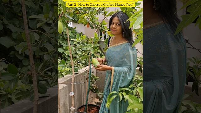 Growing mango trees in pots part2- how to choose a grafted mango tree #terracegarden #fruit #shorts Growing mango trees in pots part2- how to choose a grafted mango tree #terracegarden #fruit #shorts
