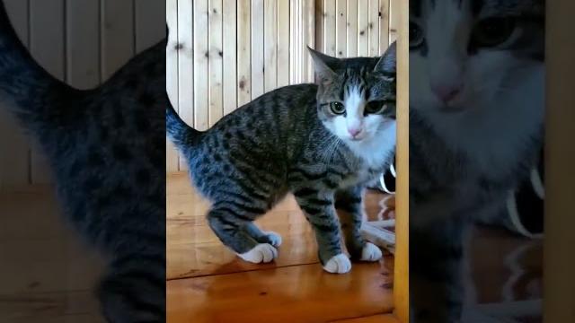 #киска #кот #котэ #котенок #shorts #киска #кот #котэ #котенок #shorts