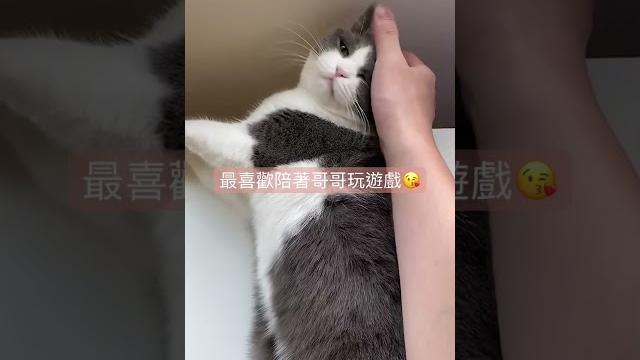 英國短毛貓 “露露”陪哥哥玩遊戲 英國短毛貓 “露露”陪哥哥玩遊戲