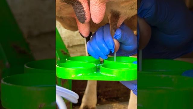 Amazing milking processing #cows #milking Amazing milking processing #cows #milking