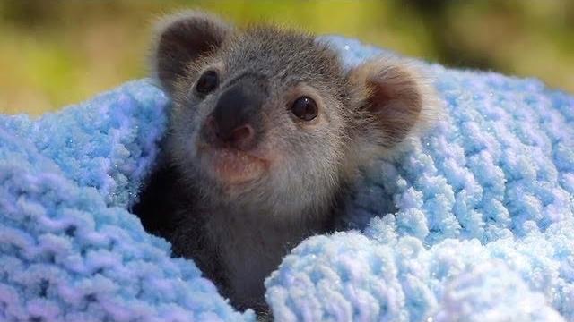 Adorable baby koala rescued Adorable baby koala rescued