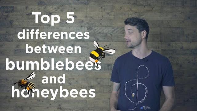 Bumblebees and honeybees - what's the difference? Bumblebees and honeybees - what's the difference?