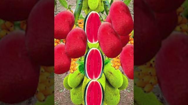 An extraordinary new technique for growing jackfruit and watermelon trees in one tree.growing fruits An extraordinary new technique for growing jackfruit and watermelon trees in one tree.growing fruits
