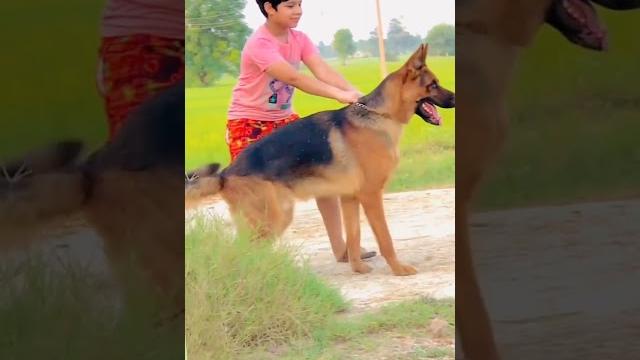 German shepherd dog top quality full size German shepherd dog top quality full size