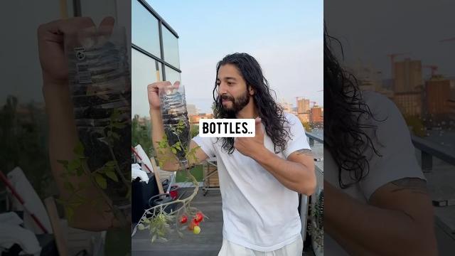 A cool little way to grow tomatoes.. upside-down in plastic bottles! creative explained A cool little way to grow tomatoes.. upside-down in plastic bottles! creative explained