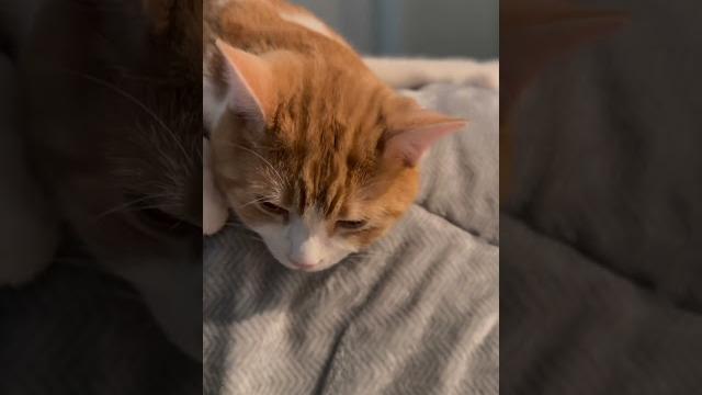 1本の猫 1本の猫