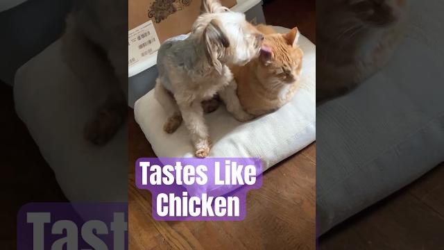Ear licking is fun! Ear licking is fun!