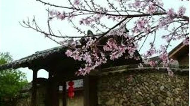621门前一树碧桃花 621门前一树碧桃花