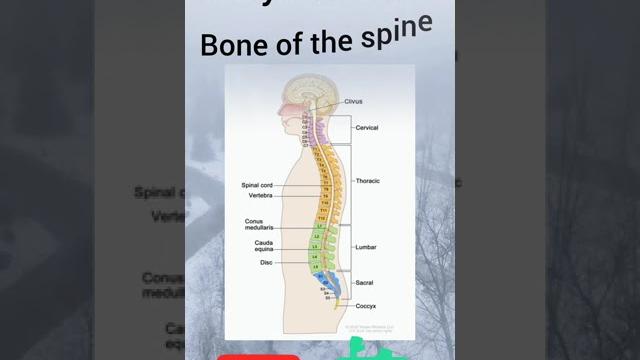 Spinal bone#medical#medicine#medico#like#share#comment#neetbiology#bio#biology#neetmotivation#neet Spinal bone#medical#medicine#medico#like#share#comment#neetbiology#bio#biology#neetmotivation#neet