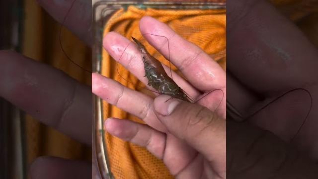 捡到几只小虾,运气真不错! 捡到几只小虾,运气真不错!