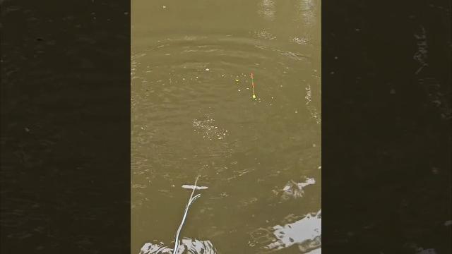 Tiny fishing,can not figure out why this happens #fishing #minifish #carpfishing #minirod Tiny fishing,can not figure out why this happens #fishing #minifish #carpfishing #minirod