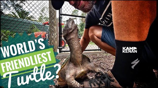 The most charismatic turtle you’ll ever meet! The most charismatic turtle you’ll ever meet!