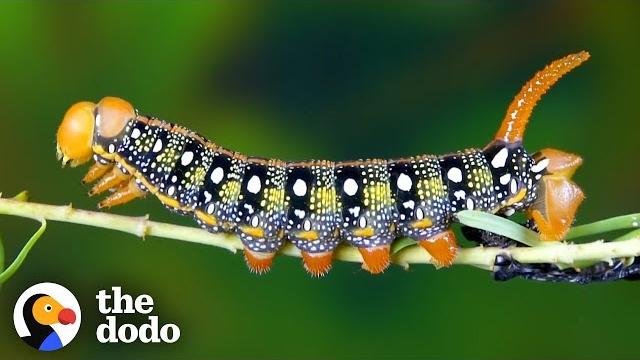 Watch this caterpillar turn into a hawk-moth | the dodo Watch this caterpillar turn into a hawk-moth | the dodo