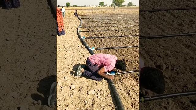 Drip irrigation working #shorts Drip irrigation working #shorts