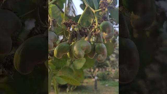Kaju fruit, cashew tree, cashew plant, cashew fruit, wow cashew, #kaaju #cashewnut #shorts Kaju fruit, cashew tree, cashew plant, cashew fruit, wow cashew, #kaaju #cashewnut #shorts