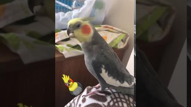 Sultan papağanı annecim babacık cicikuş Sultan papağanı annecim babacık cicikuş