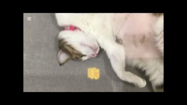 愛scream️neko醬 愛scream️neko醬