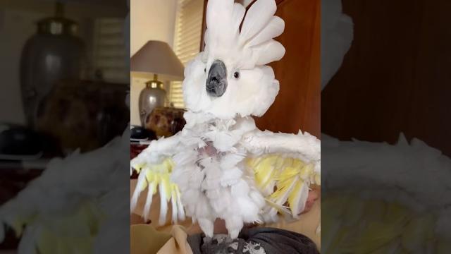 My cockatoo went from a sweet little bird to a scary lion real fast #cockatoo #parrot #lion #cute My cockatoo went from a sweet little bird to a scary lion real fast #cockatoo #parrot #lion #cute