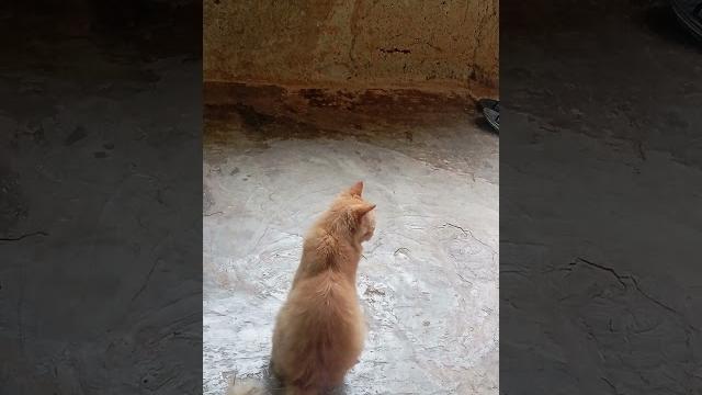 #cat #cat