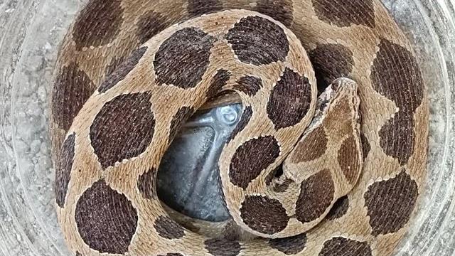 Rescue russell vipar himotocxin venomons snake at : lakd faliya sidhumbar dharampur valsad gujarat Rescue russell vipar himotocxin venomons snake at : lakd faliya sidhumbar dharampur valsad gujarat