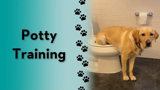 I taught magnus to pee in the toilet! #short #dog I taught magnus to pee in the toilet! #short #dog