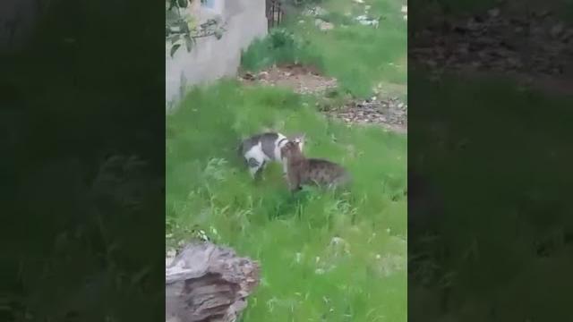 Kedi̇ sex Kedi̇ sex