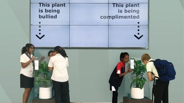 Bully a plant: say no to bullying Bully a plant: say no to bullying