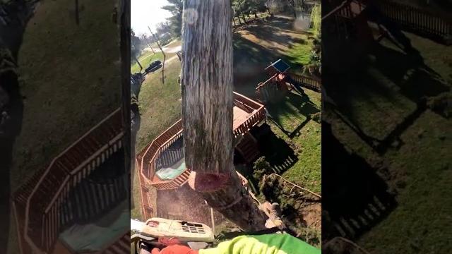That one limb never had a chance That one limb never had a chance