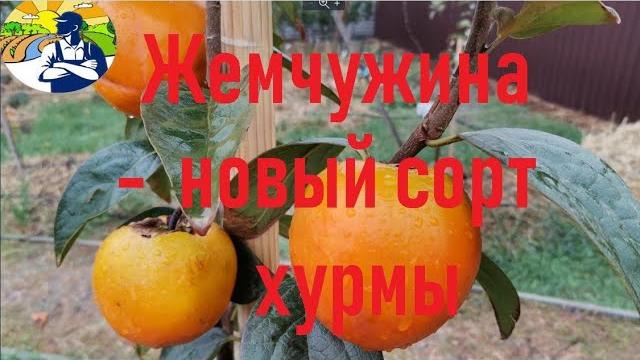 Жемчужина - новый перспективный сорт хурмы. Жемчужина - новый перспективный сорт хурмы.