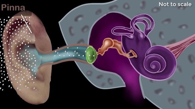 Human ear - structure & working | sound | physics | khan academy Human ear - structure & working | sound | physics | khan academy