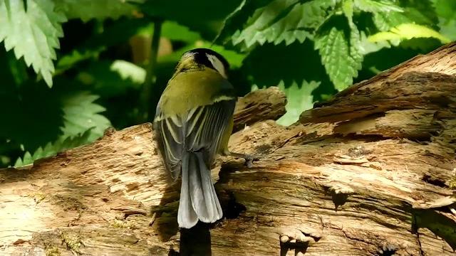 Great tits Great tits