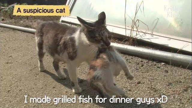 Cat adopts abandoned kittens lol | kritter klub Cat adopts abandoned kittens lol | kritter klub