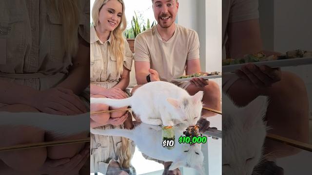 Feeding a cat $10 vs $10,000 sushi Feeding a cat $10 vs $10,000 sushi