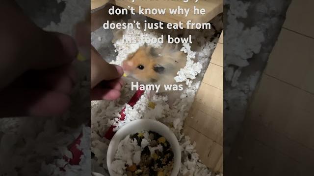 Hamy was hungry Hamy was hungry