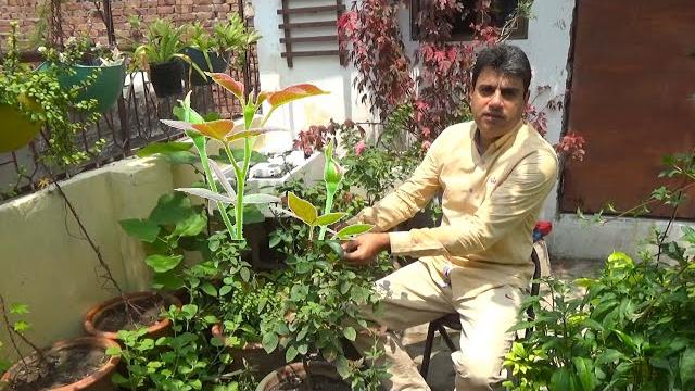 My experience || difference between english rose and desi rose || rose plant growing tips My experience || difference between english rose and desi rose || rose plant growing tips