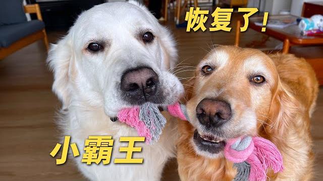 金毛弟弟腿瘸好了,金毛姐姐好日子到头了! 金毛弟弟腿瘸好了,金毛姐姐好日子到头了!