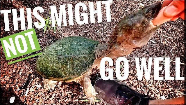 Will my reptiles eat a hot dog? Will my reptiles eat a hot dog?