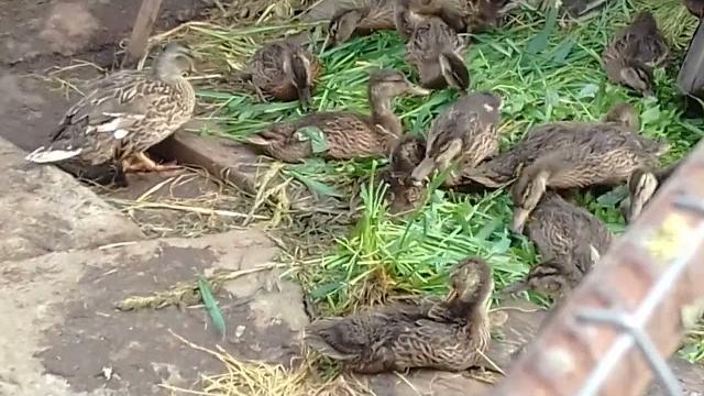 Лучшая наседка среди уток Лучшая наседка среди уток