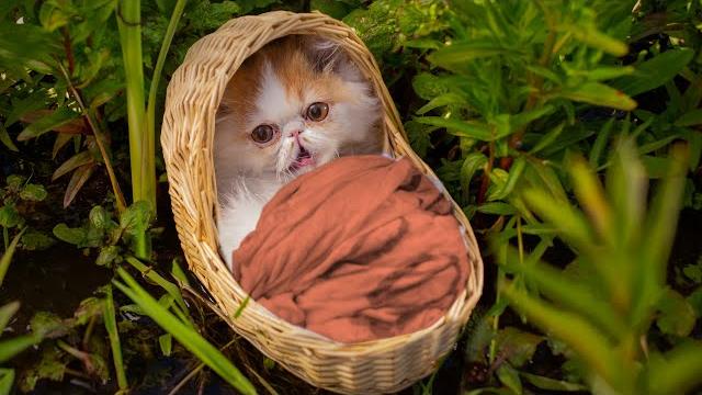 The cat raised by a mouse The cat raised by a mouse